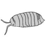 Drawing of a common pill bug, image uploaded by Tekk4i to Wikimedia Commons, published here under a CC Attribution-Share Alike 4.0 License.
